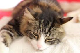 A constipated cat often experiences a lot of discomfort and pain, and this may be accompanied by continuous wails while visiting the litter box. Olive Oil As A Cat Constipation Remedy Lovetoknow