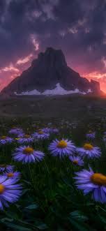Check spelling or type a new query. 1242x2688 Flowers Field Beautiful Scape 4k Iphone Xs Max Hd 4k Wallpapers Images Backgrounds Photos And Pictures
