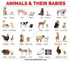 Here is an educational video of young animals names to improve kids english vocabulary. Baby Animals List Of Common Animals And Their Young Babies My English Tutors
