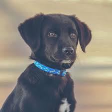 Our trained puppies come with house training, crate training, socialization skills with children, adults, other animals and trained dogs. Karl Trained Black Lab For Sale Peace Of Mind Puppy