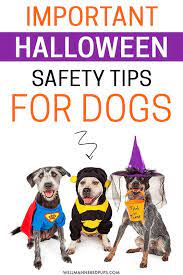 Halloween Tips For Dogs Dog Care Dog Safety Dog Care Tips