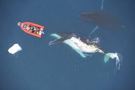 We did not find results for: The Limits Of Ocean Heavyweights Prey Curb Whales Gigantic Size Smithsonian Institution