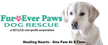 Paws works diligently to find alternative working careers for our dogs that will not be placed as a paws dog. Fur Ever Paws Dog Rescue Inc Home Facebook