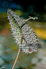 Image result for Pergularia