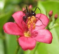 Image result for Jatropha scaposa