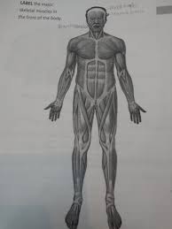 Lower thoracic, lumbar vertebrae and sacrum: Solved Label The Major Skeletal Muscles In The Front Of T Chegg Com