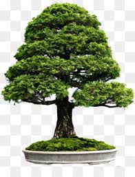 Find the perfect bonsai tree stock illustrations from getty images. Bonsai Tree
