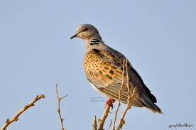 Pin By On Turtle Dove القـــمــــري Animals Bird