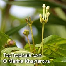 Image result for Guettarda