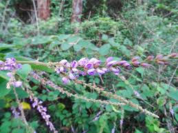 Image result for Polhillides