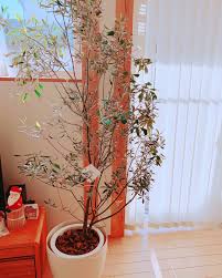 室内でのオリーブの木の育て方 1年育てた感想と気をつけること 無印良品の家のブログ Annyの木の家