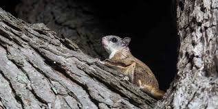 Image result for do squirrels have night vision
