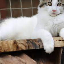Kanu Maine Coon Cattery Home Facebook