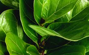Image result for Ficus muelleriana
