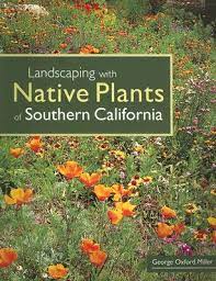 Either way it can reach up to 27′. Landscaping With Native Plants Of Southern California Paperback Fountain Bookstore
