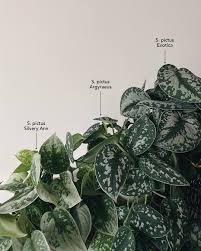 Satin pothos or scindapsus pictus makes for an outstanding display in any space with its dark green leaves coupled with silver markings. Mel On Instagram My Top Rated Plant To Gift This Christmas It Would Be Scindapsus Pictus Aka Silver Pothos Silver V Philodendron Plant Plant Species Plants