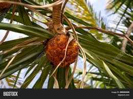 I recently bought a house in this palm tree was already there. Orange Palm Tree Fruit Image Photo Free Trial Bigstock