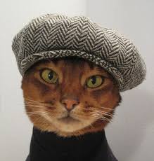 king collin s cat palace public group facebook katzen katzen kleidung susse katzen