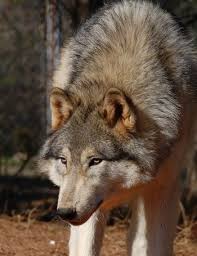 I was in the yard around halloween, it was dark out. Wolfdog Information And Pictures