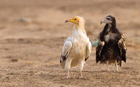 نجاح تربية وإكثار النسر المصري في كلباء شبكة عيون الفجيرة