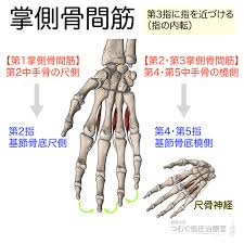筋シリーズ 掌側骨間筋 働きは 第3指に指を近づける 指の内転 です この筋は起始停止を覚えてから作用を考えようとすると大変です 手のひらをもう片方の手で摘まむように 動きをイメージすると 示指は尺側からひっぱる 薬指 小指は橈側から引っ張る動きだ