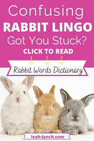 Pin On Rabbits For Beginners