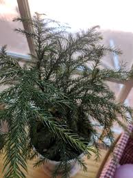 Find a plant to fit your life. Araucaria Heterophylla Australian Pine House Pine Living Christmas Tree Norfolk Island Pine Norfolk Island Pine Norfolk Pine Polynesian Pine Star Pine Triangle Tree North Carolina Extension Gardener Plant Toolbox