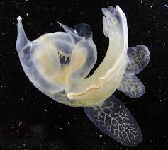 Image result for Melinis subglabra