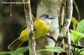 Yellow Bellied Bulbul Alophoixus Phaeocephalus Burung Jalak