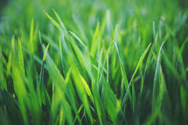 Serving old saybrook, westbrook, clinton, and madison. Natural Lawn Care Services From A Company That Cares Kinder Spray