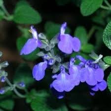 It is native to california. Salvia Celestial Blue Melvilles Roses