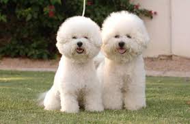 Maybe you would like to learn more about one of these? Maltipoo Vs Bichon Frise Breed Comparison Mydogbreeds