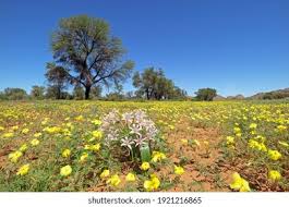 Image result for Tribulus zeyheri
