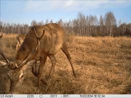 As for animals, germ line mutations appear to be tapering. Chernobyl Mutations Deer Page 1 Line 17qq Com