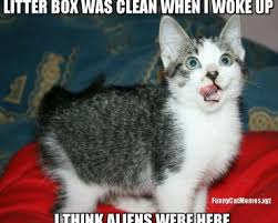 This compilation contains dank cats meowing, being cute funniest unusual memes to brighten your day. Crazy Cat Person Starter Kit Funny Kitten Meme