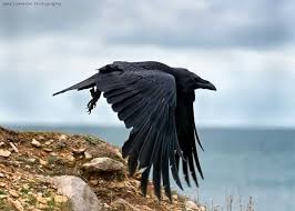 Big Black Bird With Black Beak Pin By Online Healing Room On Fox Raven Crow Black Bird Tattoo Black Bird Raven Bird