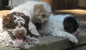 Learn about your this breed of dog with our extensive breed profile. Lagotto Romagnolo Buonamici