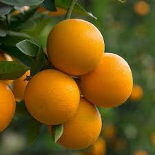 Bitter orange, seville orange, sour orange, bigarade orange, or marmalade orange is the citrus tree citrus × aurantium and its fruit. Valencia Orange Trees For Sale Fastgrowingtrees Com