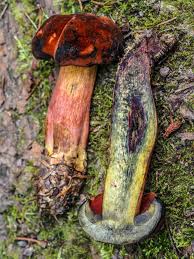 Image result for Bolusiella talbotii