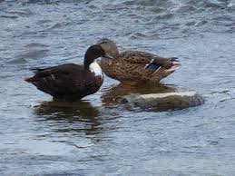 Black And White Domestic Duck Species Duck Breeds 14 Breeds You Could Own And Their Facts At A Glance In 2020 Duck Breeds Breeds Duck