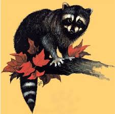 معلومات شيقة عن حيوان الراكون. Ù†Ø¨Ø°Ø© ØªØ¹Ø±ÙŠÙÙŠØ© Ø¹Ù† Ø­ÙŠÙˆØ§Ù† Ø§Ù„Ø±Ø§ÙƒÙˆÙ†