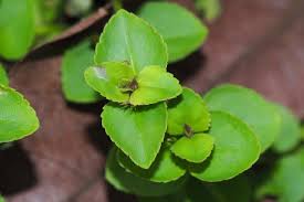 Image result for Vandellia subracemosa