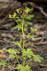 Image result for Ranunculus raeae