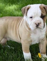 Simple and effective ways to make your english bulldog happy, healthy, and obedient. Puppies For Sale Buckeye Puppies