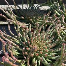Image result for Euphorbia plenispina