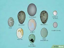 How To Find And Take Care Of Wild Bird Eggs: 8 Steps