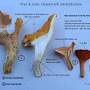 Chanterelle Mushrooms from outdooradventures.wp.tulane.edu