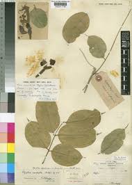 Image result for Afrostyrax lepidophyllus