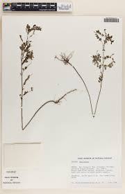 Image result for Phyllanthus muellerianus