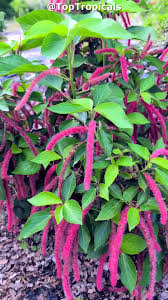 Image result for Acalypha hispida